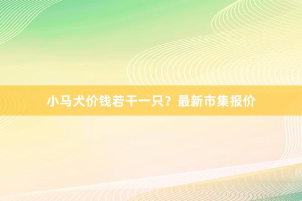 小马犬价钱若干一只？最新市集报价